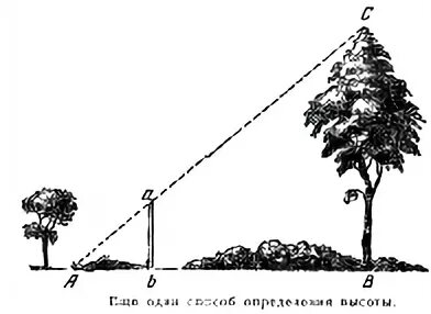Высота деревьев в парке