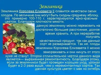 Можно давать клубнику