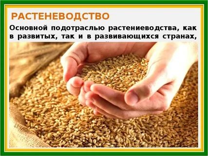 Мсх зерно гов