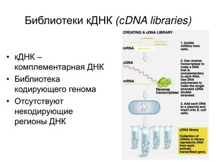 Синтез комплементарной днк