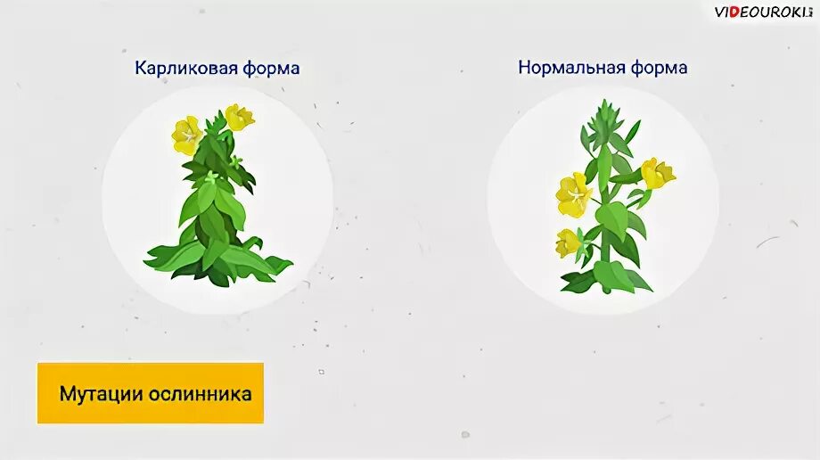 На рисунках изображены две формы растения энотеры. Мутация ослинника (энотеры). мутация карликовая форма ослинника. мутационная изменчивость у растении энотеры. карликовая форма и нормальная форма.