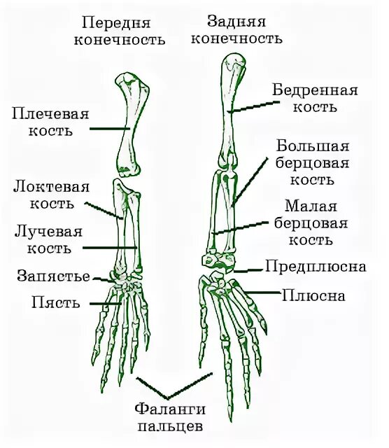 Задние конечности ящерицы