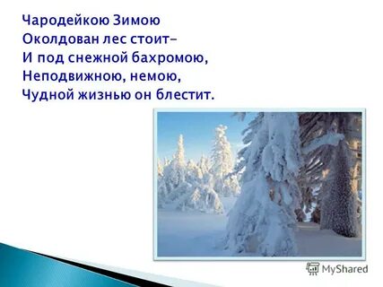 Лес стоял неподвижно