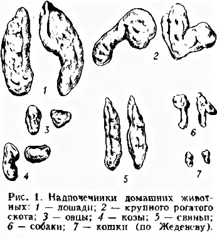 Надпочечники у собаки анатомия. Надпочечники у собак. Гиперплазия надпочечников. Надпочечники у собак. Строение надпочечников человека.