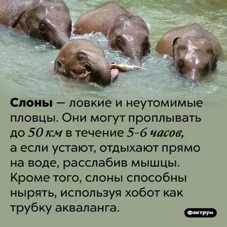 Интересные факты о животных видео