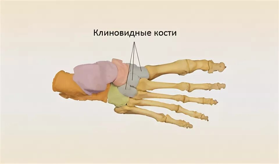 Ладьевидная и клиновидная кости. Кубовидная кость. Кубовидная кость стопы анатомия. Сесамовидные кости пяточной кости стопы. Ладьевидная кость стопы анатомия.