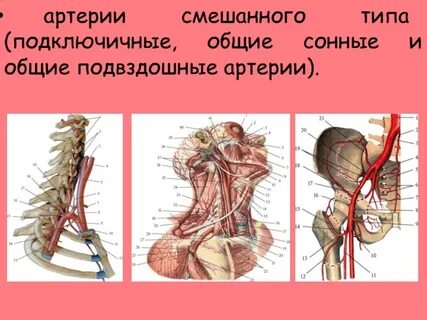 Подключичная артерия 30