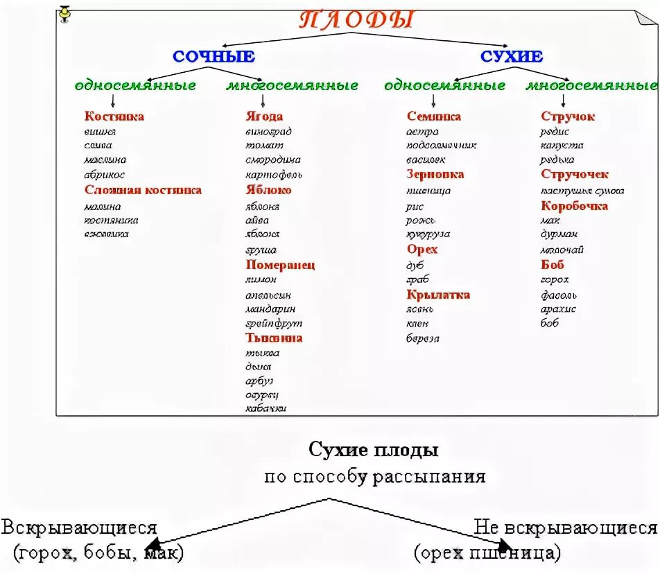 Заполните таблицу типы плодов 6 класс. Таблица плоды биология 6 класс. таблица классификация плодов биология 6 класс. классификация плодов 6 класс биология. классификация плодов таблица 6 класс.