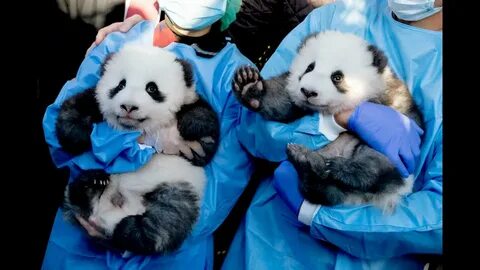 Level pandas