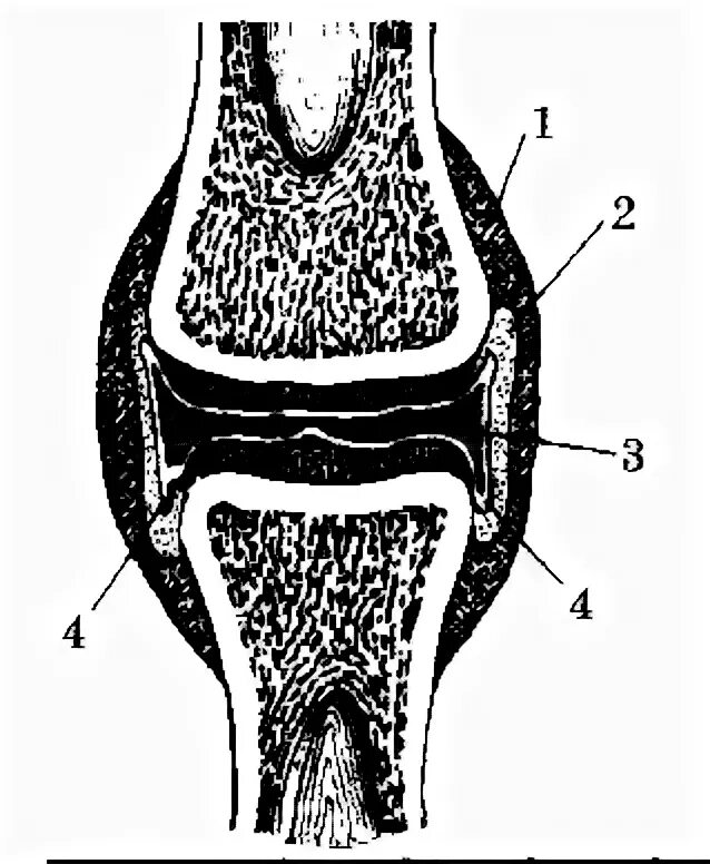 Строение сустава егэ. Строение сустава человека анатомия. Схема строения простого сустава. Назови части сустава обозначенные цифрами. Строение сустава суставной хрящ.