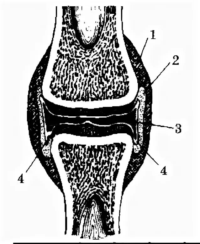 Какие структуры сустава обозначены цифрами. Части сустава. Рисунок сустава человека с обозначениями. Названия частей сустава обозначенных цифрами. Назовите части сустава обозначенные цифрами.