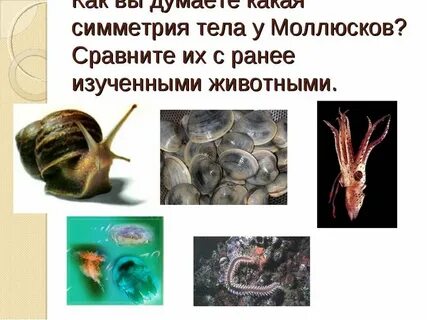 Симметрия тела двустворчатых моллюсков