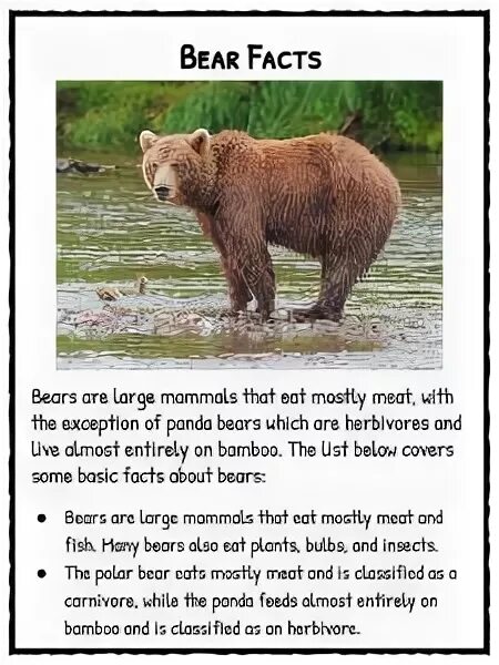 Portfolio write a paragraph about a wild. Портфолио про бурого медведя. fact file о животных. английский проект про wild bear. facts about bear.