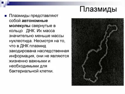 Плазмидами называют