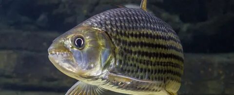 Tiger fish