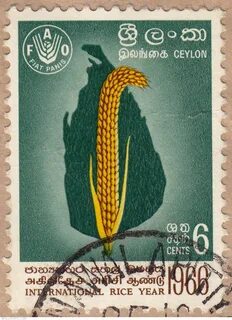 6 Cents FAO International rice year 1966 