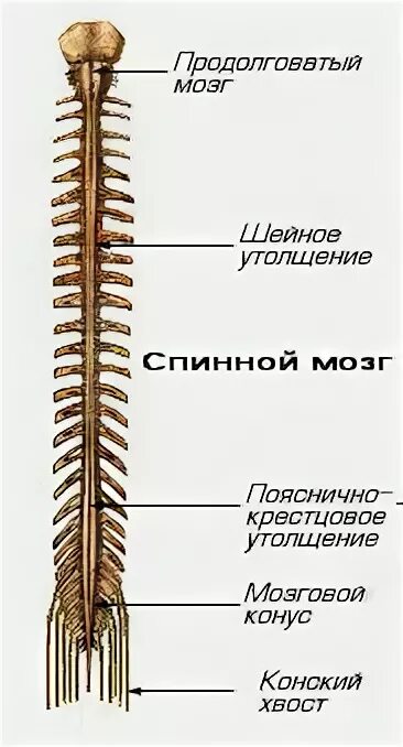 Как выглядит спинной мозг человека Нервная система презентация онлайн