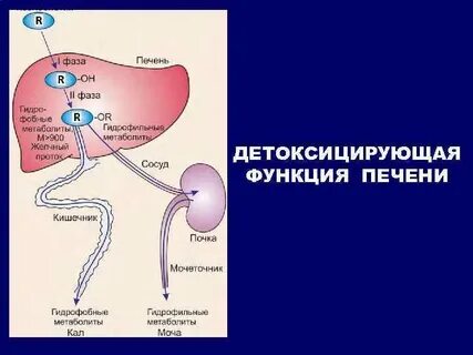Биохимическая функция печени