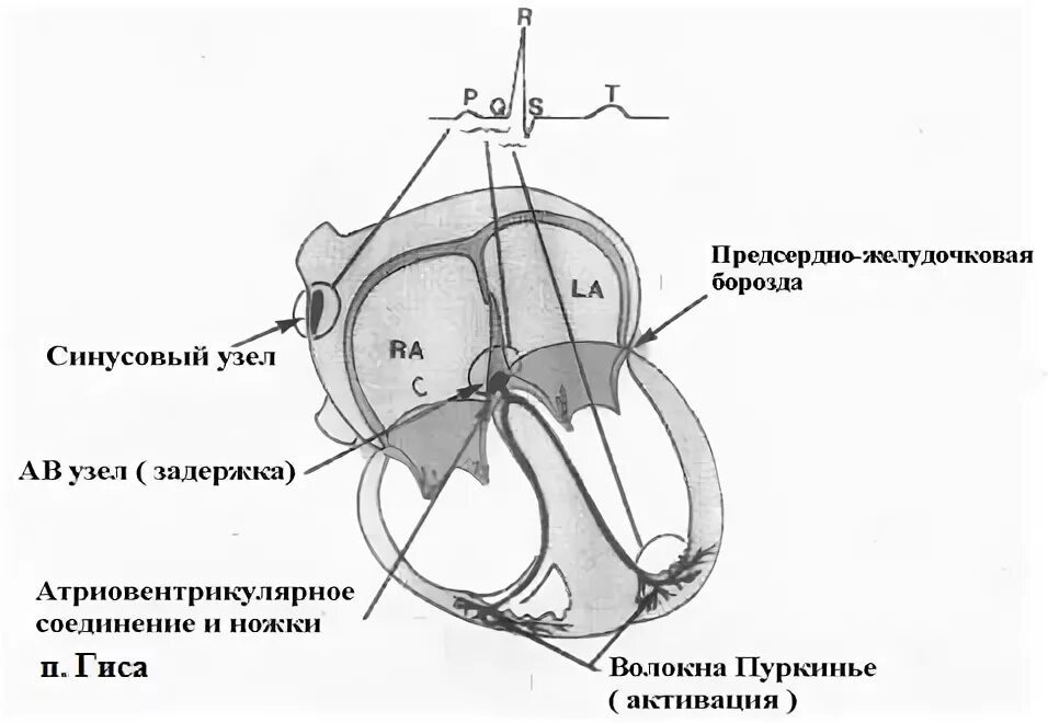 Атриовентрикулярная борозда. Атриовентрикулярная борозда сердца. Проводящая система сердца. Предсердно желудочковый атриовентрикулярный узел. Клапан правого предсердно желудочкового отверстия