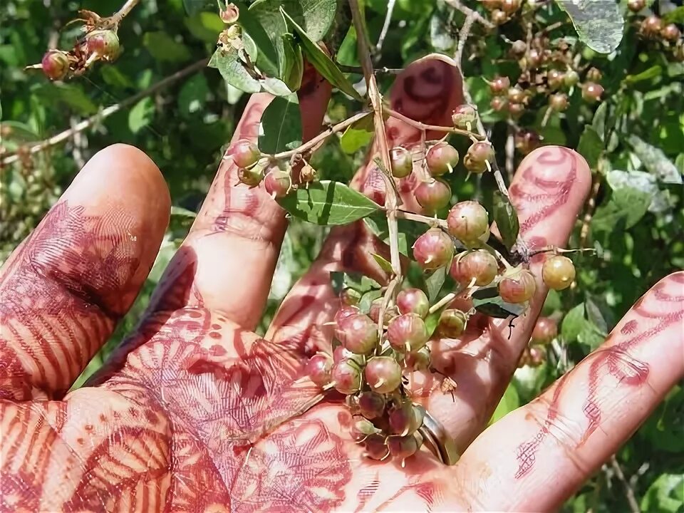 Растение хна как выглядит фото Buy mehndi mehandi plant online in India at best price - Nurserylive