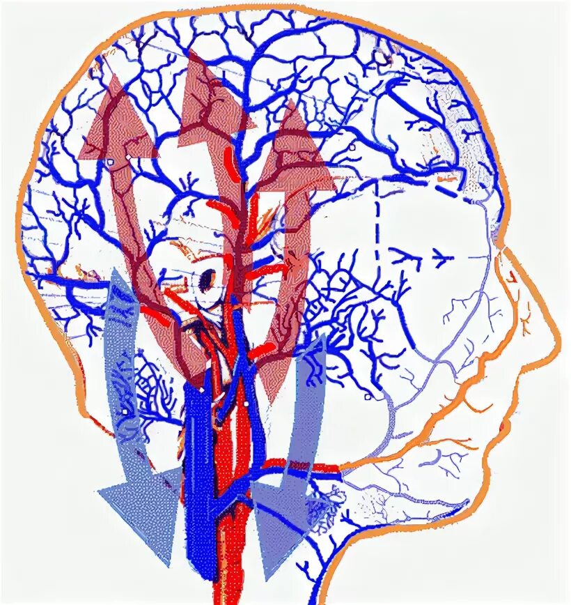 Отток головного мозга. Венозная система головного мозга. Венозный отток головного мозга. Нарушен венозный отток.