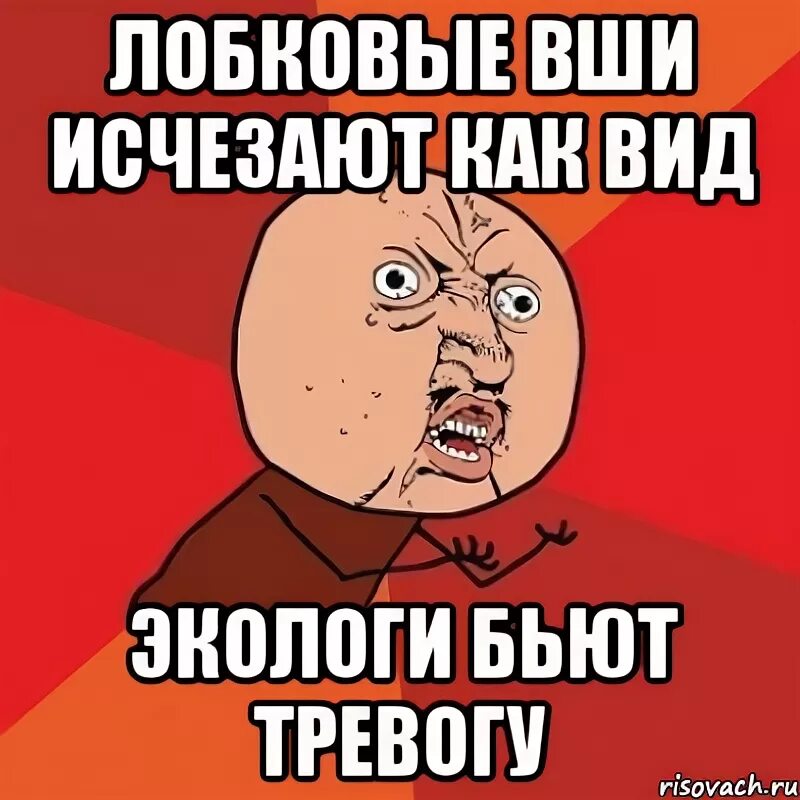 Лобковая вошь (phthirus pubis) стигмы. Лобковым вшам негде. Лобковая вошь под микроскопом. Ру про киллнет. Грета тунберг на обложке вог.