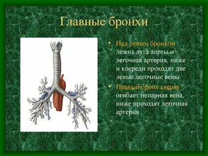 Трахея на латыни