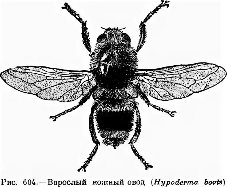 Рассказ сергея овода навигатор. Бычий Овод (Hypoderma Bovis). Овод пищеводник.