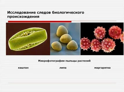 Биологические следы