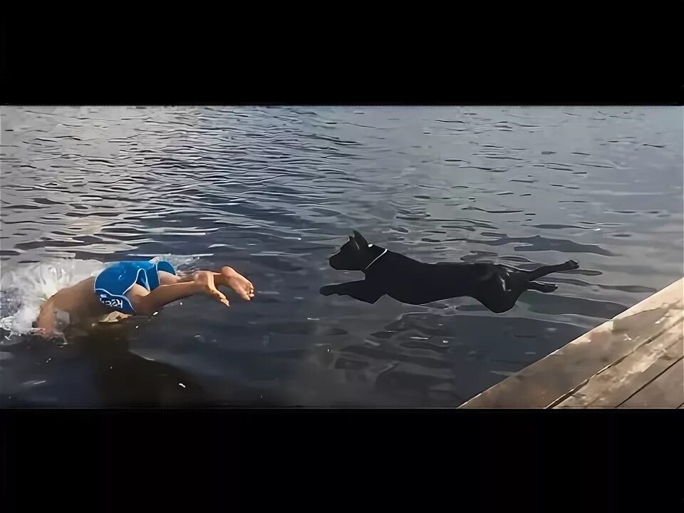 Учи рыбу плавать а собаку лаять где