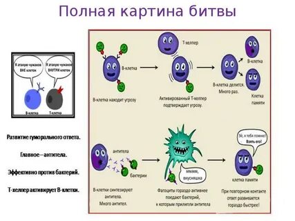 Читать иммунный полностью