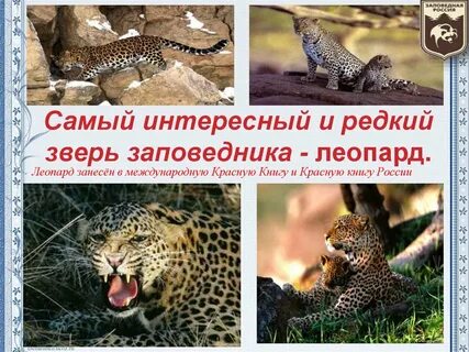 Почему леопарды в красной книге