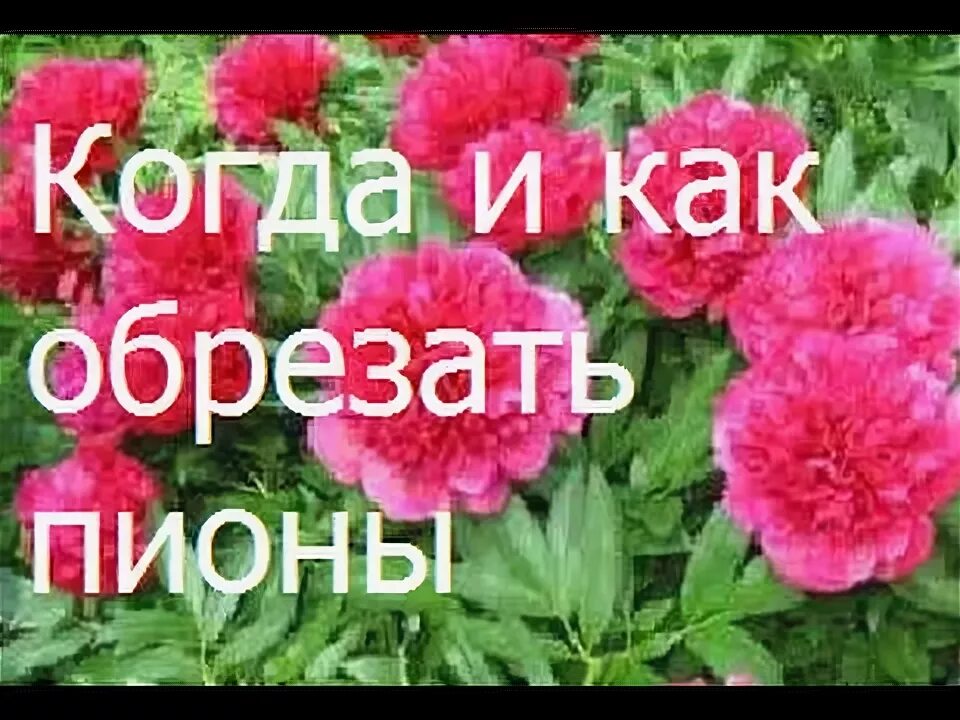 Когда обрезать пионы под зиму. Обрезать пионы. когда срезать пионы. когда обрезать пионы. как срезать пионы.