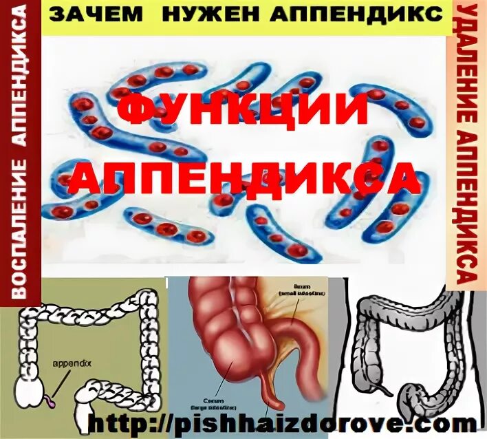 Что делает аппендикс. Зачем нужен аппендикс функции. Зачем нужен червеобразный отросток.