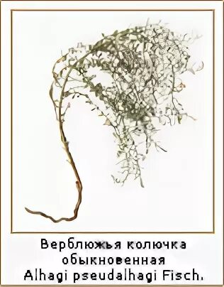 Верблюжья колючка прилагательное