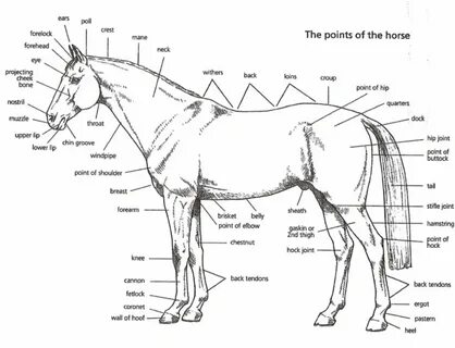 Points of the Horse Equine Distance Learning.