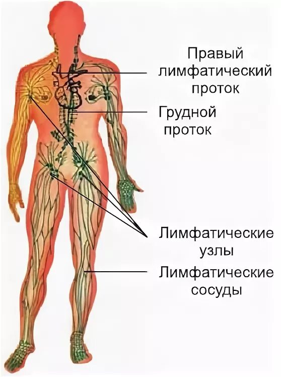 Лимфатическая система - наглядное пособие - Корпорация Российский учебник (издат
