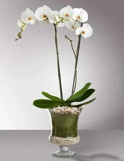 Scenza plants