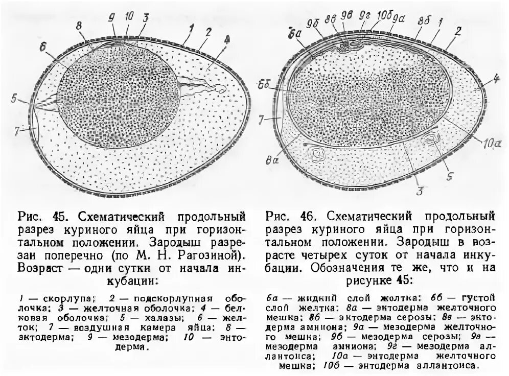 Функции оболочек яйца