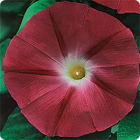 Семена ипомея вишневая шаль. Ипомея пикоти красная. Семена гавриш ипомея вишневая шаль 0,5 г. Ипомея ультрафиолет. Ипомея фарбитис вишневая шаль.