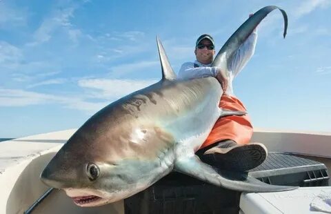 Thresher shark