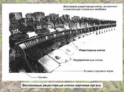 Волосковые рецепторные клетки