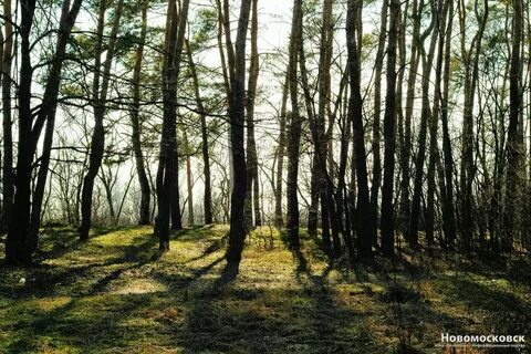 Id forest