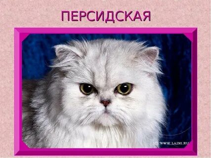 Язык понятный персам 5