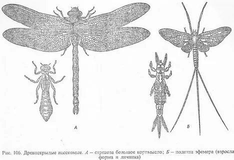 Особенности строения стрекоз
