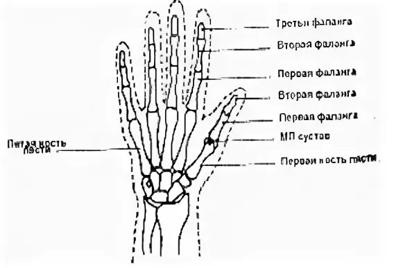 Суставы пальцев строение. Строение ладони. строение ладони человека. строение пальцев руки человека.