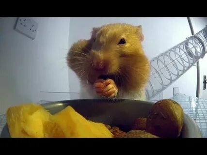 Хомяк ест мясо