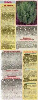 Можно ли пить полынь