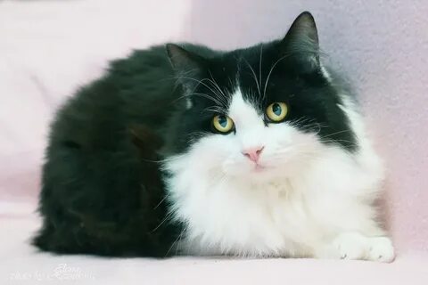 Маркиз пушистый кот леньки
