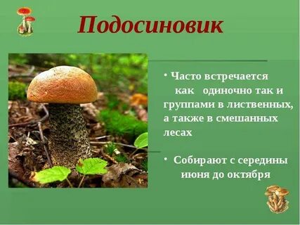 Составить познавательный текст про подосиновик